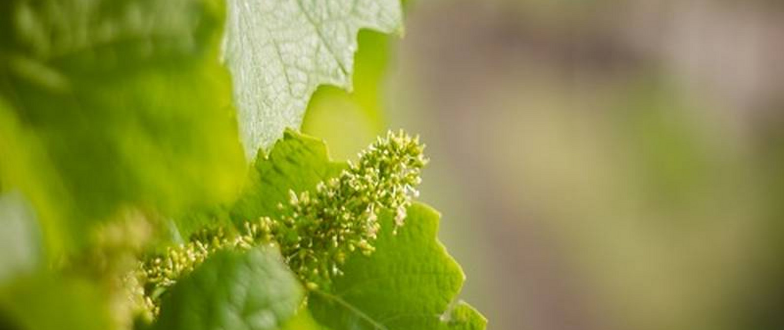 Im Weingut Fehrmann wandern wir durch einen der ältesten Weinberge Sachsens