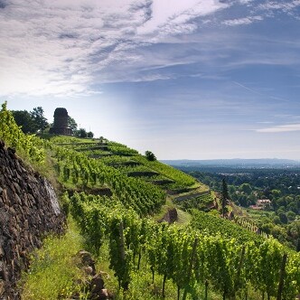 Genießen Sie eine einmalige Aussicht vom Weinberg in Radebeul während Sie den Lieblinswein unseres Winzers verkosten.