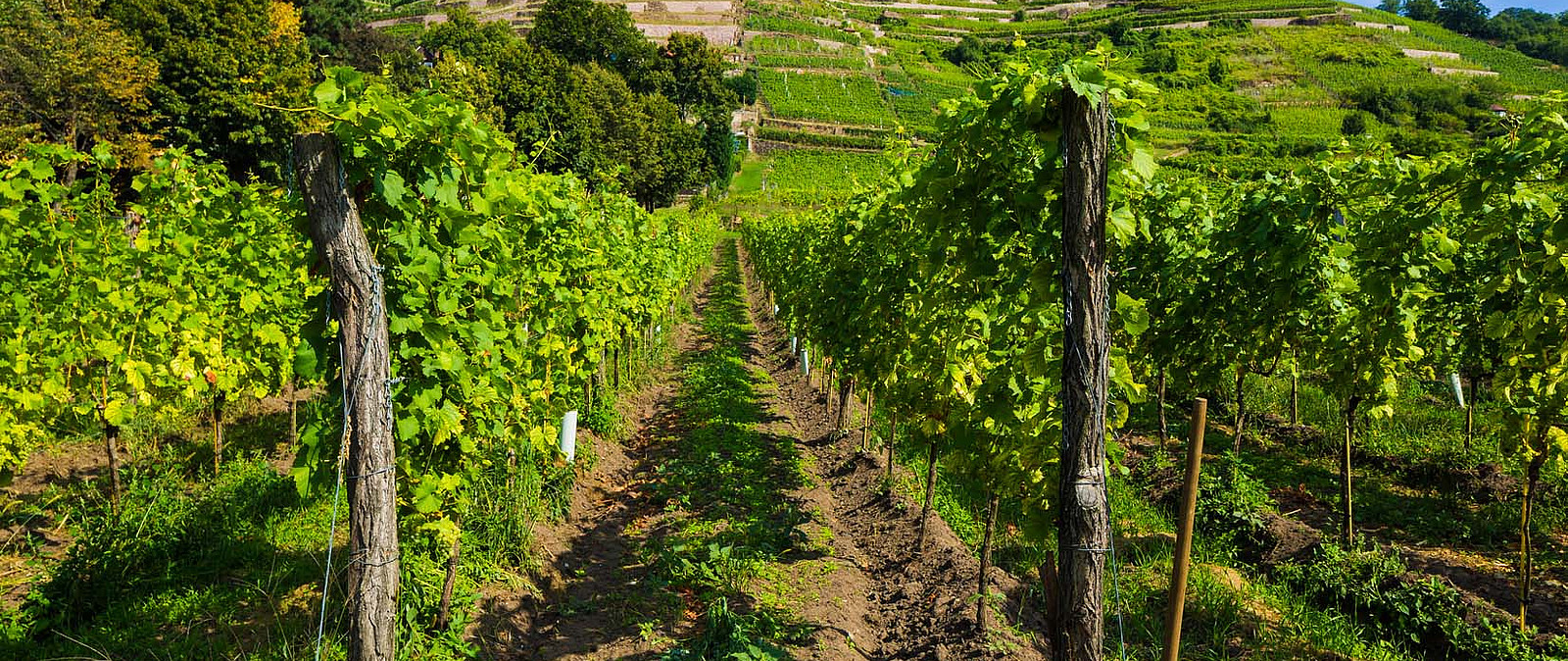 Weinberg entlang der Sächsischen Weinstraße