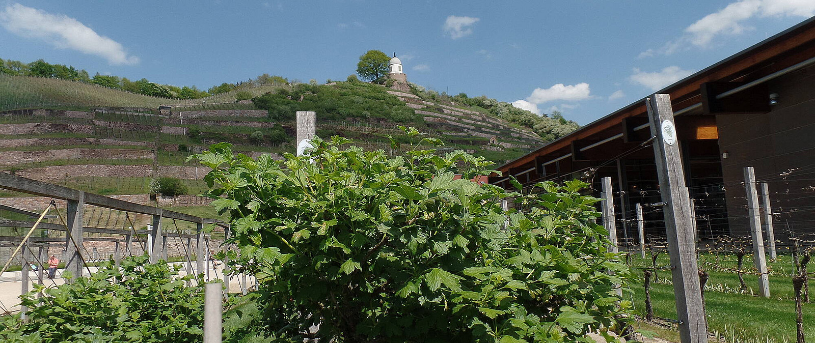 Schloss Wackerbarth - Europas erstes Erlebnisweingut ist Nachfolger der berühmten Sektkellerei Bussard. Wir zeigen warum dies so ist