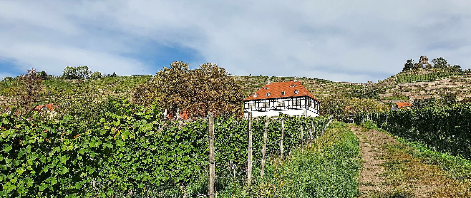 Die Hoflössnitz ist das älteste Weingut Sachsens und steht heute für BIO Weine