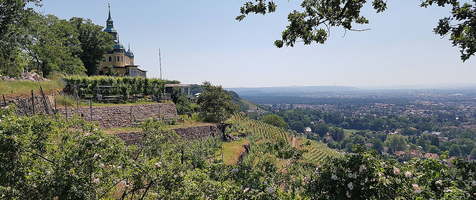 Genießen Sie mit uns eine genussvolle Weinwanderung in den Radebeuler Weinbergen und erleben Sie den sächsischen Weingenuss.