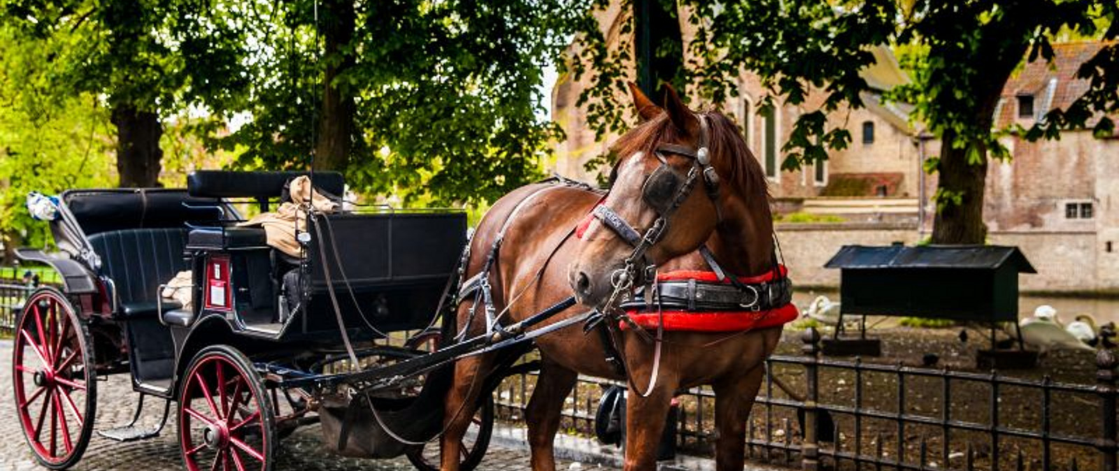 Moritzburg ohne Kutschfahrt wäre undenkbar. Seit Jahrhunderten gehören die Pferde, das Gestüt und die Kremser zur Moritzburger Tradition