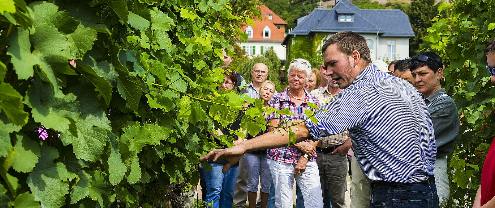 Entdecken Sie die Radebeuler Weinregion und lernen Sie die sächsischen Weine genussvoll kennen. Unsere Winzer plaudern gern aus ihrem Nähkästchen und verkosten mit Ihnen ihre eigenen Lieblingsweine.