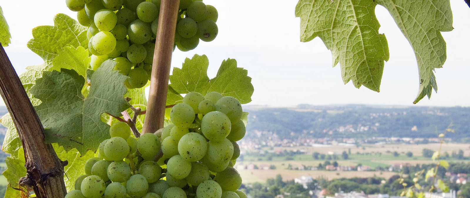 Hier entsteht er, der sächsische Spitzenwein. Die Weinberge laden zum Träumen und Genießen ein. Denn nicht nur die hervorragende Aussicht, sondern auch großartiger Wein lädt zu einem Besuch ein. Unsere Winzer laden zum Winzerplausch.