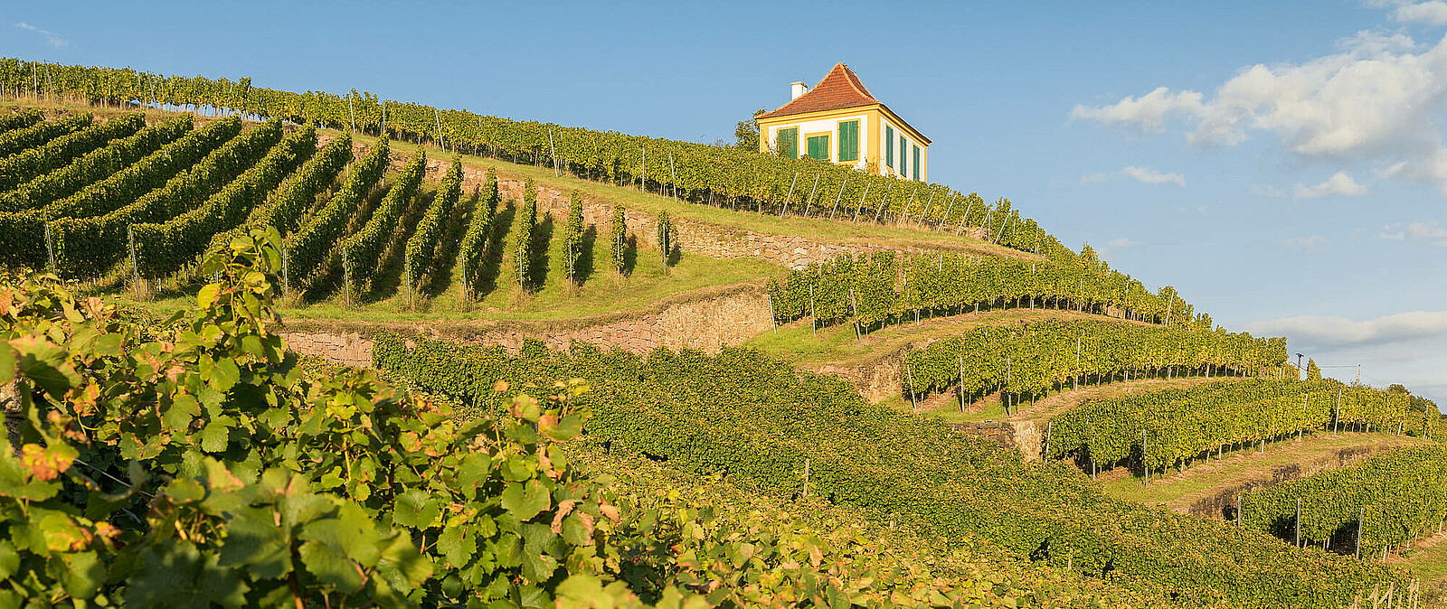 Erkunden Sie mit uns die Weinbauregion Diesbar-Seußlitz zunächst vom Schiff aus und später zu Fuß. Immer begleitet und moderiert von unserer kompetenten lizenzierten Reiseleitung und mit interessanten & wissenswerten Hintergrundinformationen.