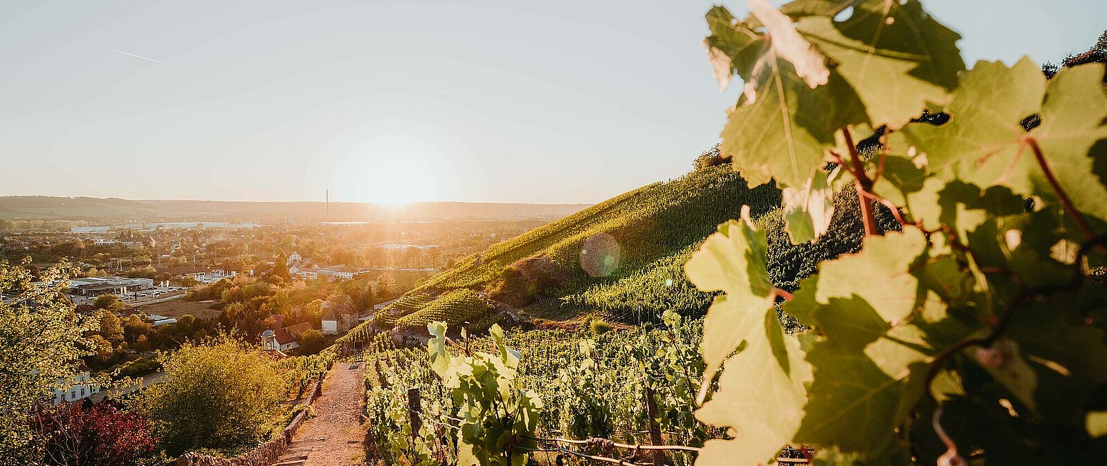 Genießen Sie mit uns eine genussvolle Weinwanderung in den sächsischen Weinbergen. Sächsische Weine sind Spitzenweine - verkosten Sie in vollen Zügen