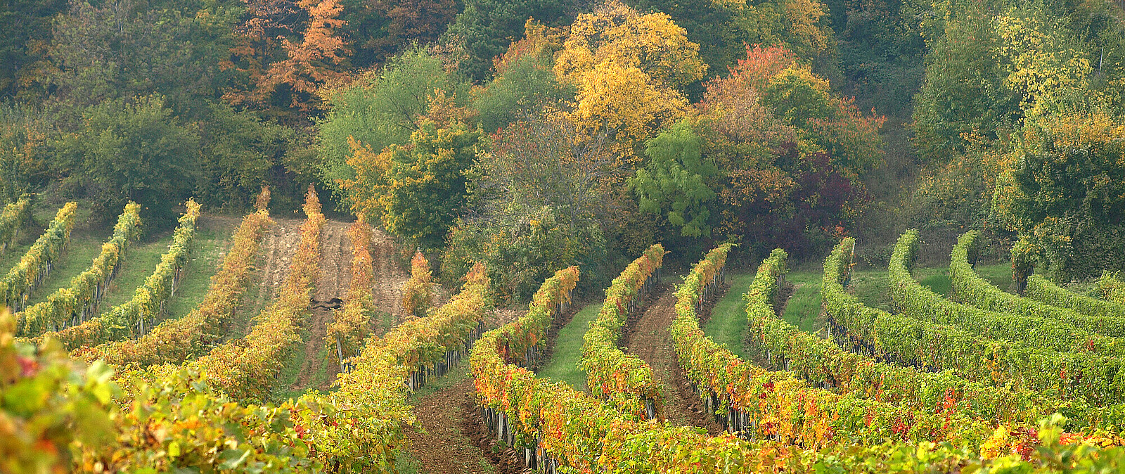 Weinanbau und Weinproben in Sachsen