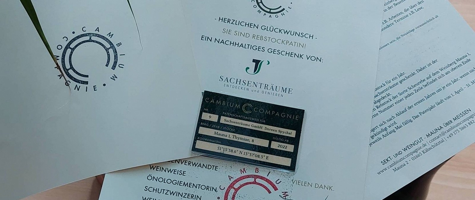 Als Rebstockpate unterstützen Sie den nachhaltigen Weinanbau an der sächsischen Weinstraße