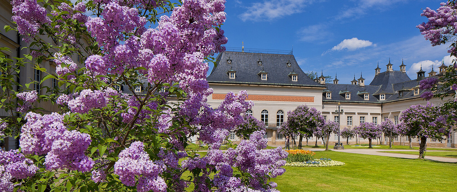 Erkunden Sie den Schlosspark Pillnitz mit seiner Blütenpracht, den zu jeder Jahreszeit beeindruckend geformt & gestalteten Anlagen und natürlich der berühmten Kamelie.