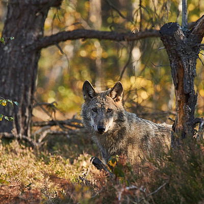 Erlebnis Wolf in der Oberlausitz