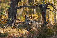 © Tobias Bürger - Wildnisschule Lausitz