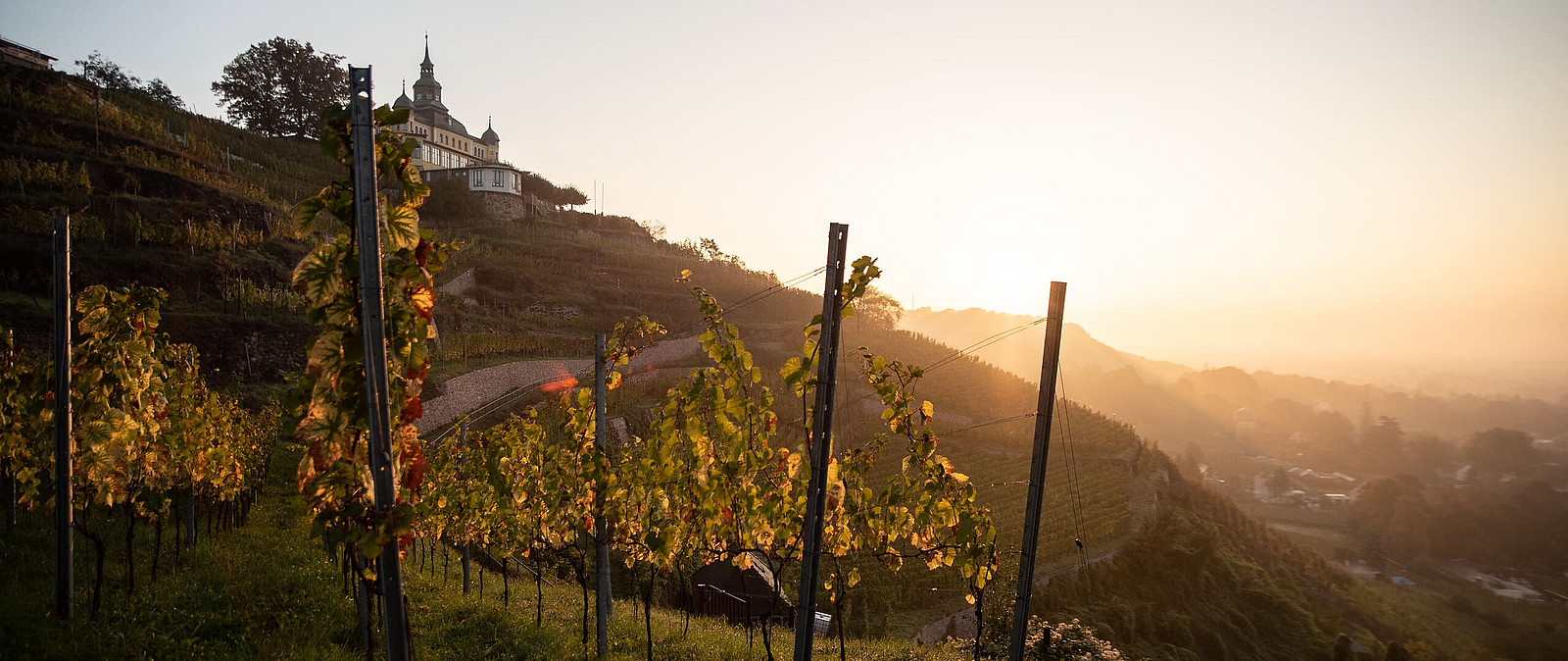 mit dem Blick zum Spitzhaus genießen wir am Goldenen Wagen genussvolle Weinproben