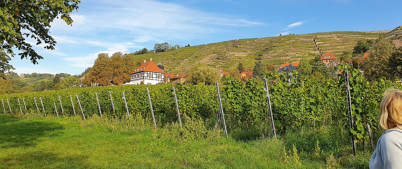 Weinwanderung in Radebeul am Goldenen Wagen Weinwanderung in Radebeul am Goldenen Wagen