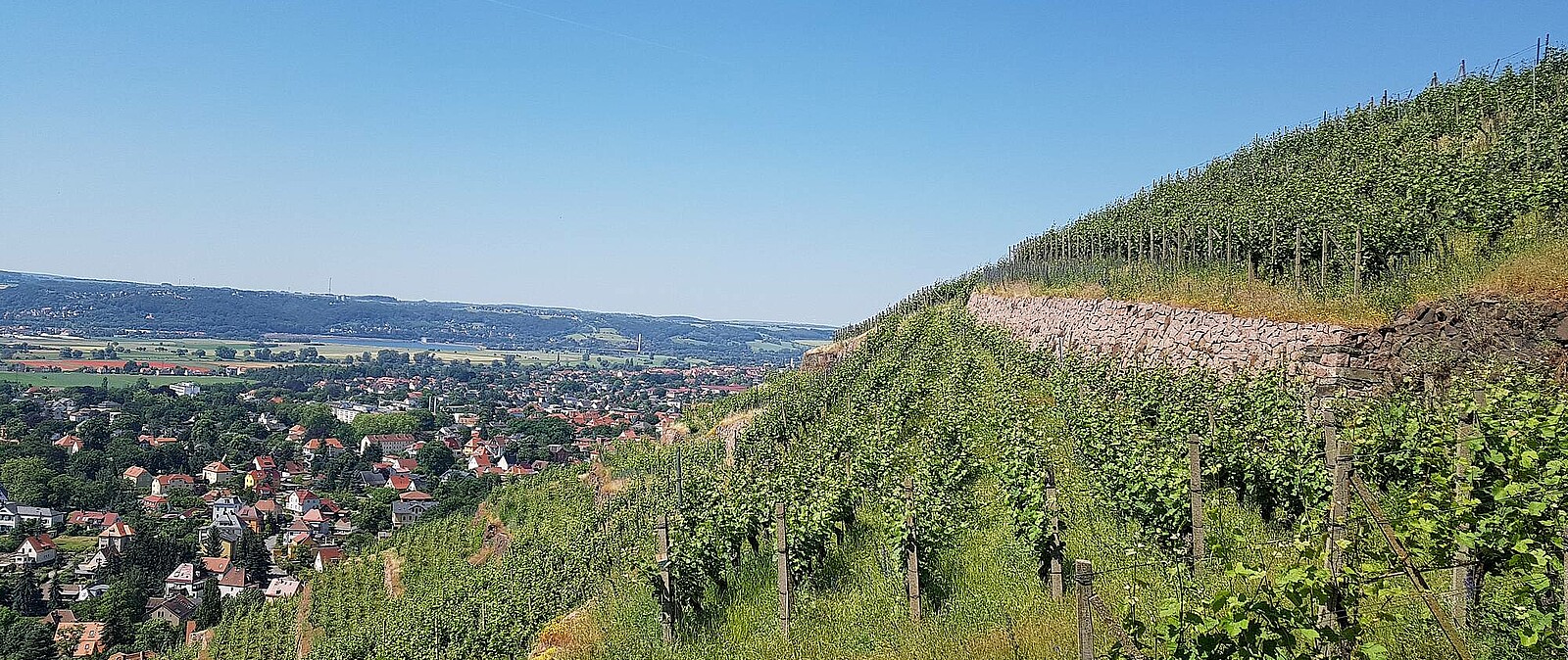 Genießen Sie mit uns eine genussvolle Weinwanderung in den sächsischen Weinbergen. Sächsische Weine sind Spitzenweine - verkosten Sie in vollen Zügen